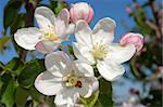 apple-tree flower of pink color on blue sky