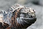 Close Up Marine Iguana on the Galapagos Islands of Ecuador