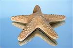 Starfish isolated on blue background