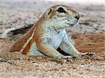 Close-up of a ground squirrel (Xerus inaurus) emerging from his burrow, Kalahari desert, South Africa