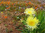 Landscape with wild flowers (Conicosia pugioniformis), Namaqualand, South Africa