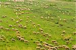 Sheep herd grazing on green grass