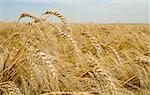 Golden wheat field with several spikes close-up