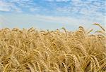 Golden wheat field and blue sky over it