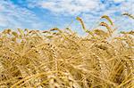 Golden wheat spikes with blue sky over them