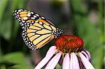 Monarch Butterfly (danaus plexippus) on Cone flowers