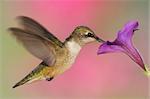 Juvenile Ruby-throated Hummingbird (archilochus colubris) in flight with a flower