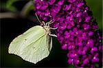 Brimestone Butterfly -  Gonepteryx  rhamni  on a purple summer lilac - buddleja davidii