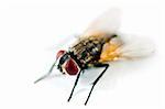 close up of a fly isolated on white