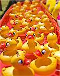 lots of rubber ducks floating along