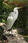 Great egret (ardea alba) common to Florida