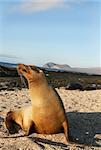 Sea Lion in the afternoon sun on the Galapagos Islands