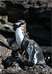 Two penguins resting on the rocks in the galapagos islands of ecuador