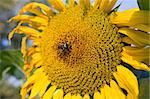 Sunflower and a bee on the sunflowers field