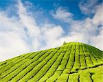 Tea plantation at Cameron Highland Malaysia