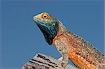 Male ground agama (Agama aculeata) in bright breeding colors, Kalahari desert, South Africa