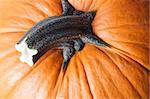 Close-up of a Top of a pumpkin