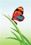 Vector illustration of a green garden background with butterfly and grasses.