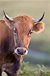 Cow portrait over a blurring background. Shallow depth of field