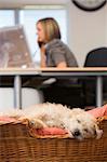 Dog sleeping in home office with woman in background