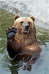 Brown bear greets somebody from the water