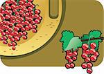 Vector color illustration of a red currant.  The vector file is in AI-EPS8 format.