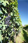 Vineyard in springtime, in foreground red grape fruits, Piedmont hills, north Italy.