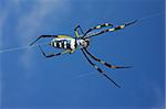 Golden orb web spider (Nephila senegalensis) against a blue sky, South Africa