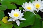 Three beautiful white water lily (lotus)