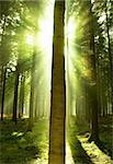 Sun beams showing through a pine forest.