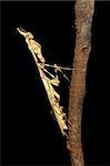 Cone-headed mantid on black, southern Africa