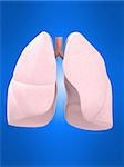 3d rendered anatomy illustration of human lung