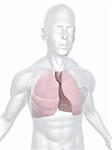 3d rendered anatomy illustration of a human body shape with lung