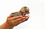 isolated Hands cupping young kitten - animal protection concept