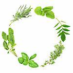 Herb leaf garland of basil, variegated sage, lavender, lemon balm, valerian (valium substitute) and common thyme, over white background.