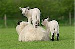 Twin lambs playing in a field spring. One lamb is standing on the back of the mother sheep.