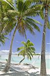 Tropical Dream Beach Paradise of the South Pacific Hammock under Palm Trees