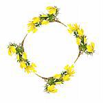 Wild gorse flowers forming a circular garland and creating a circular border, set against a white background.