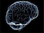 3d rendered anatomy illustration of a transparent brain