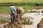 Indonesian Rice field workers