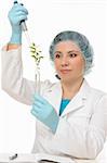 Scientist using a manual pipette in a botanical experiment