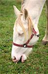 Albino horse