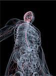3d rendered anatomy illustration of a transparent body with highlighted nervous system