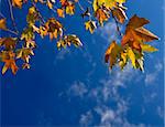 green brown and yellow leafs against cloudy blue sky