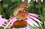 Great Spangled Fritillary Butterfly (Speyeria cybele) on Cone Flowers
