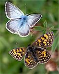 View of two different butterflies laying close together