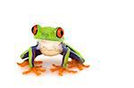 Red-eyed Tree Frog (Agalychnis callidryas) on white background.