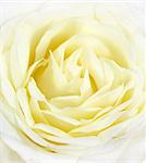 Closeup of white rose - symbol of love