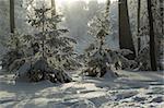 Trees mantled with rime frost and bushes in the morning