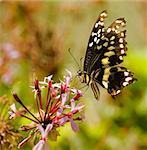 citrus swallowtail butterfly seen drinking nectar from pink flower with moving wings and probiscus visible